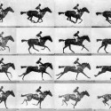 Muybridge’s horse: a story of anatomy in action